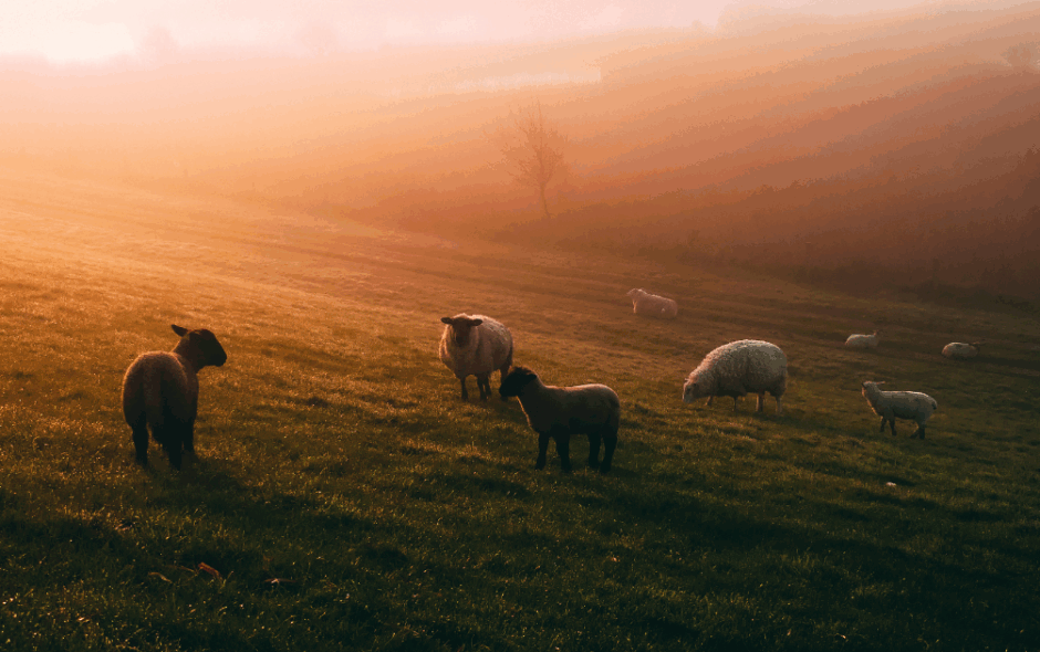 「羊をめぐる冒険」読了